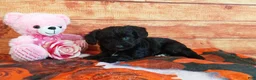 Aussiedoodle dogs for sale: Aussiedoodle Puppy 4 - Ad 5