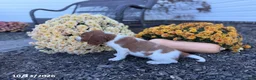 Welsh Springer Spaniel dogs for sale: Leslie - Ad 11