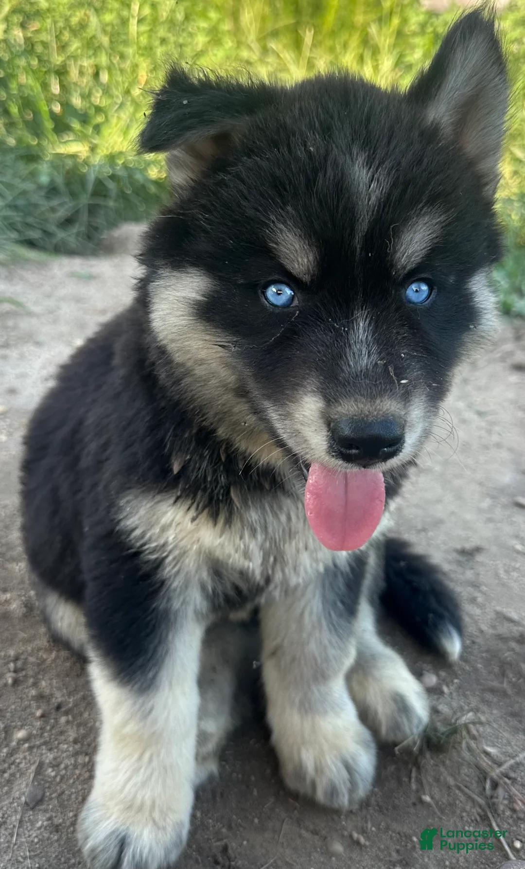 Siberian Husky dogs for sale: Siberian Husky 1 - Ad 1