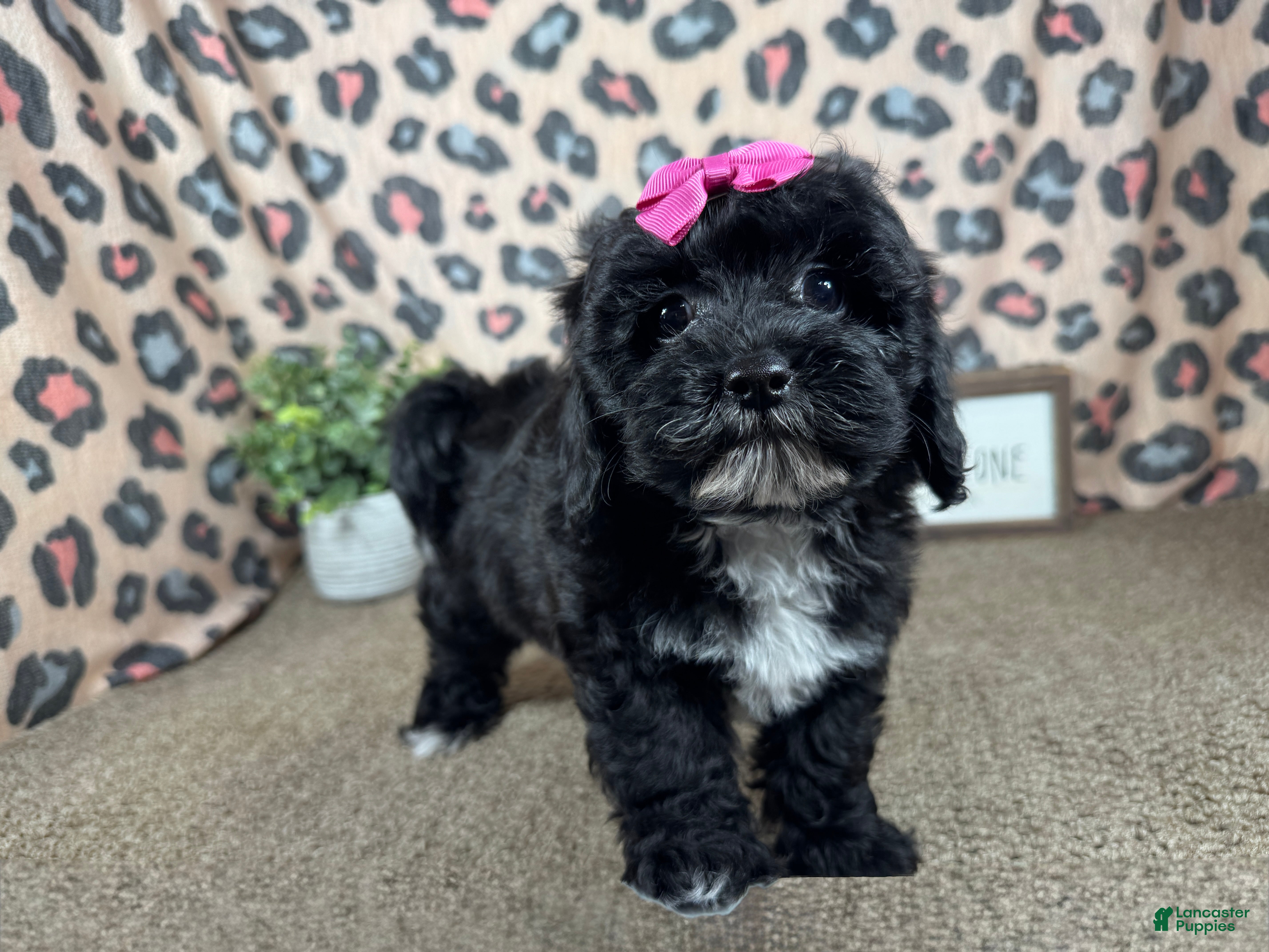 Shihpoo dogs Shihpoo 3 - Ad 9