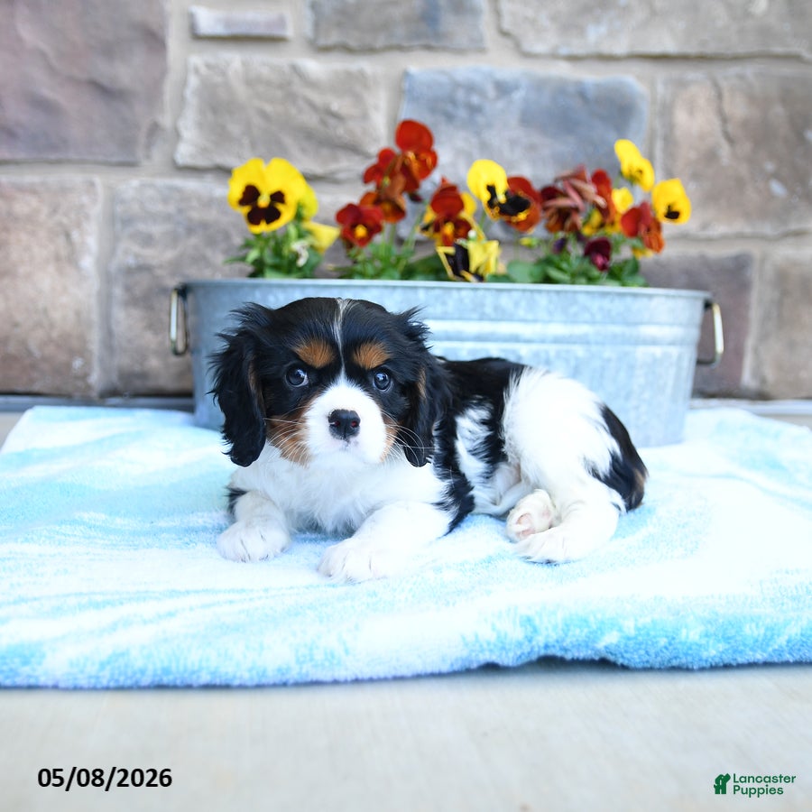 Cavalier King Charles Spaniel dogs Alex - Ad 2