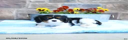 Cavalier King Charles Spaniel dogs for sale: Alex - Ad 2