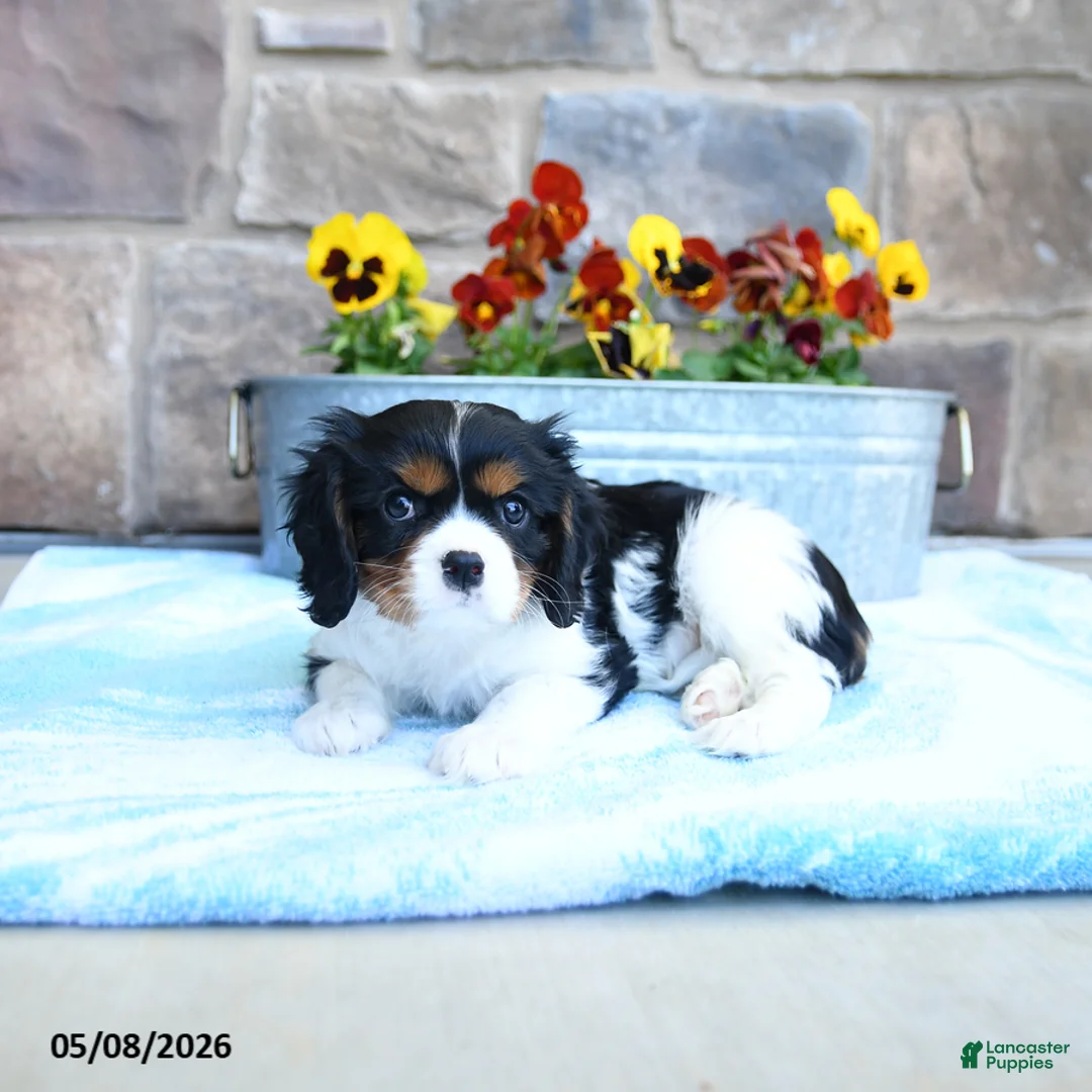 Cavalier King Charles Spaniel dogs for sale: Alex - Ad 2