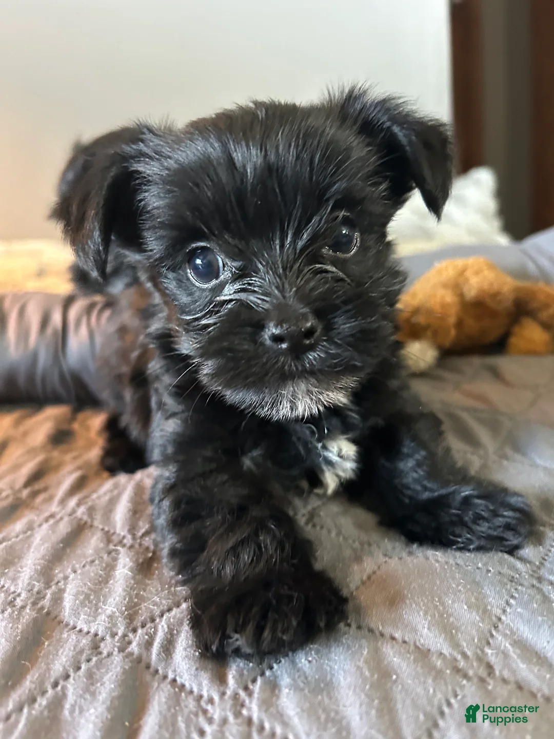 Yorkshire Terrier dogs for sale: Yorkshire Terrier 2 - Ad 2