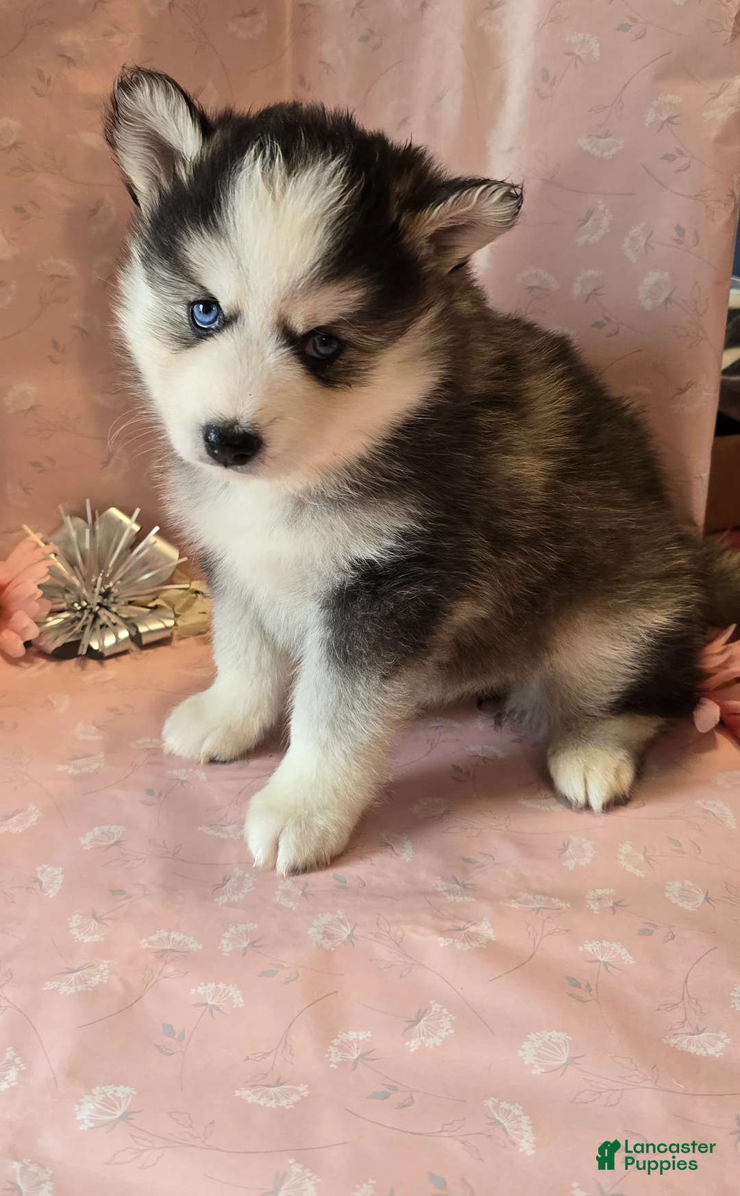 Pomsky dogs for sale: Luna - Ad 2