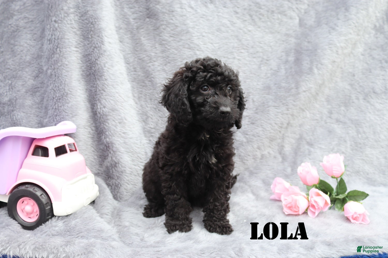 Mini Goldendoodle dogs for sale: Lola - Ad 4