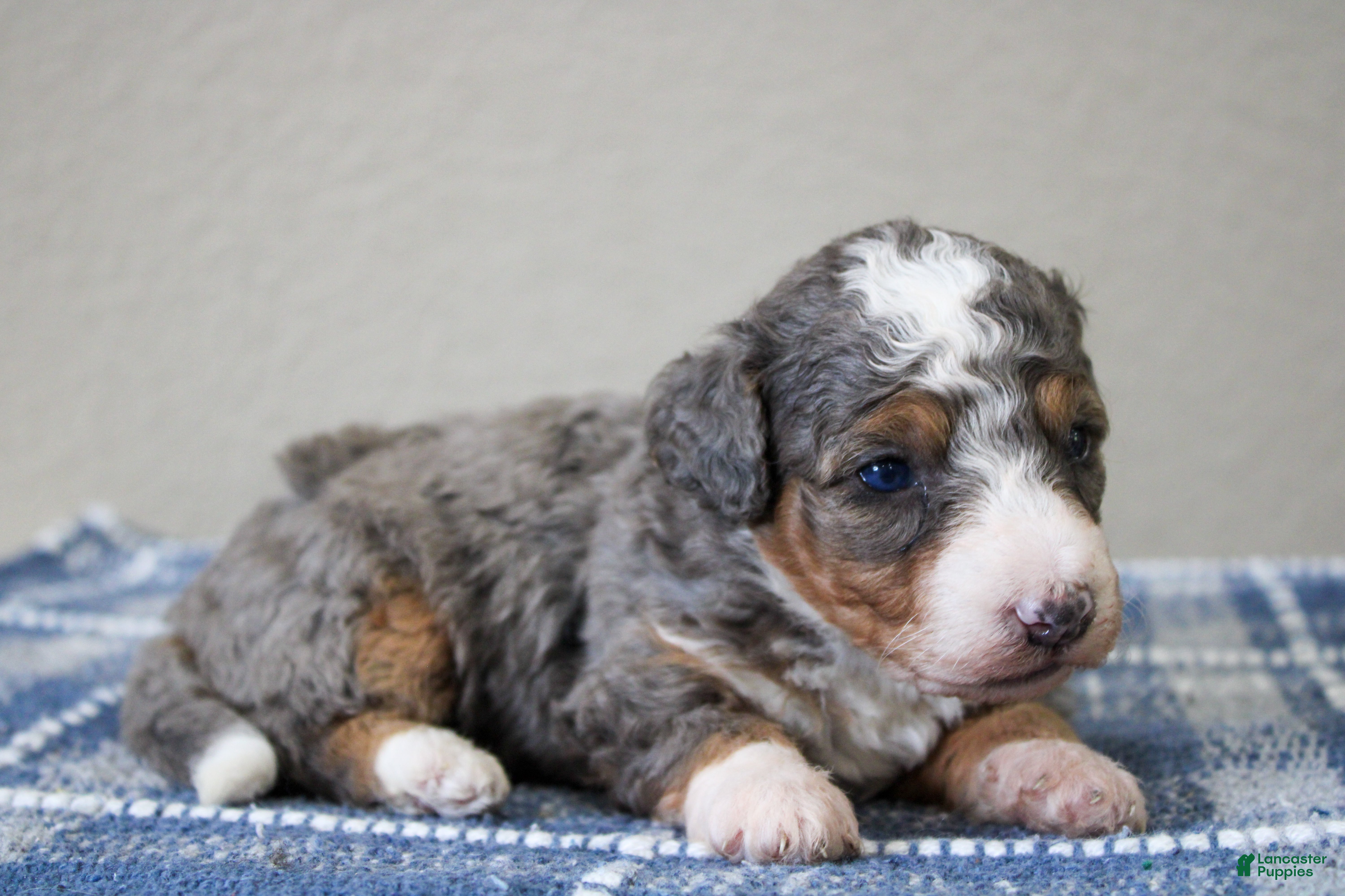 Mini Bernedoodle dogs Simba  - Ad 2