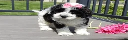 Sheepadoodle dogs for sale: Panda-MEDIUM - Ad 5