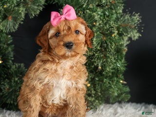 Cavapoo dogs PRINCESS - Ad 38