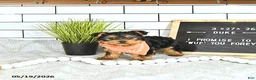 Yorkshire Terrier dogs for sale: Duke - Ad 7