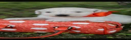 Goldendoodle dogs for sale: Goldendoodle Puppy 5 - Ad 1