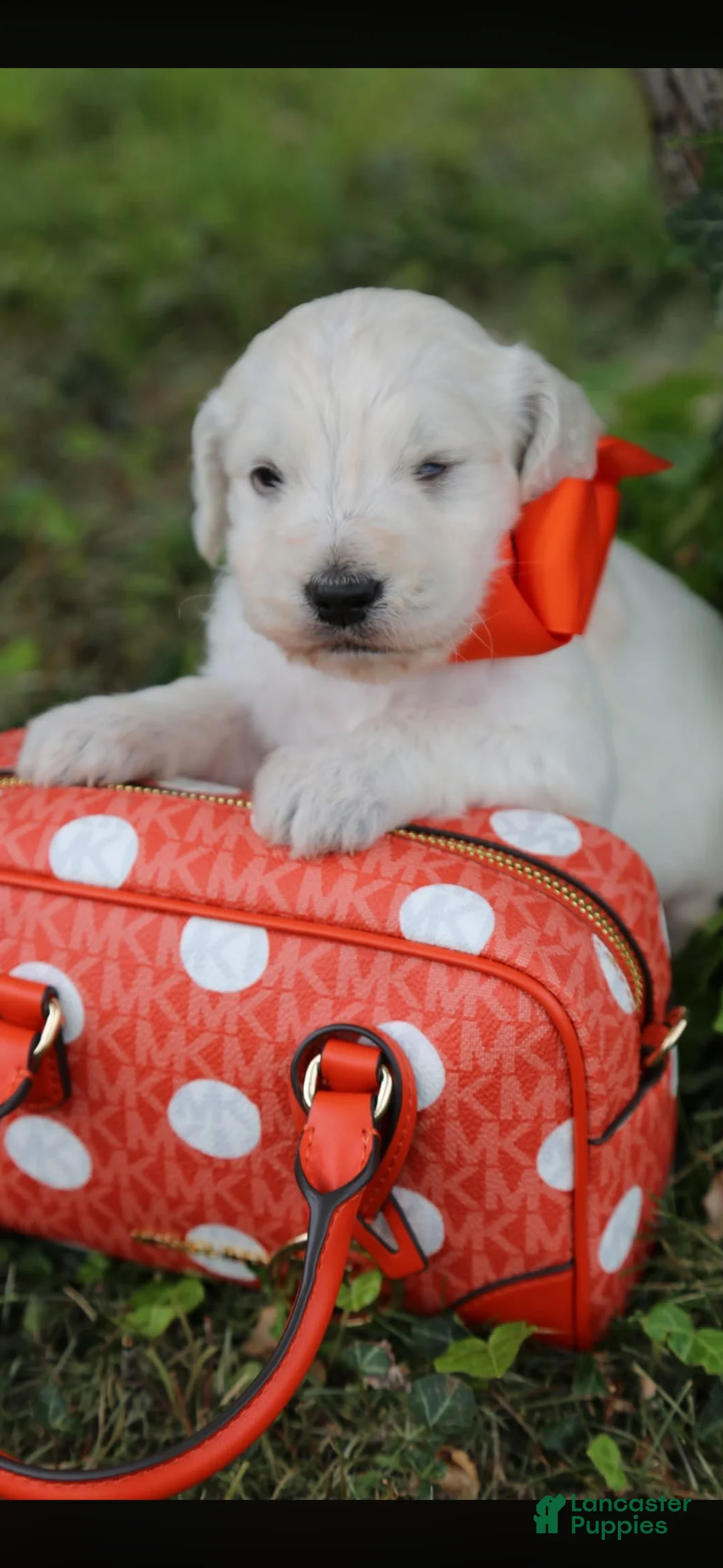 Goldendoodle dogs for sale: Goldendoodle Puppy 5 - Ad 1