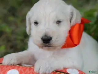 Goldendoodle dogs for sale: Goldendoodle Puppy 5 - Ad 4
