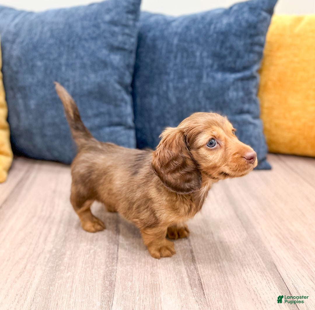 Miniature Dachshund dogs for sale: Cody - Ad 4