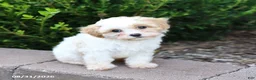 Maltipoo dogs for sale: Muffin - Ad 2