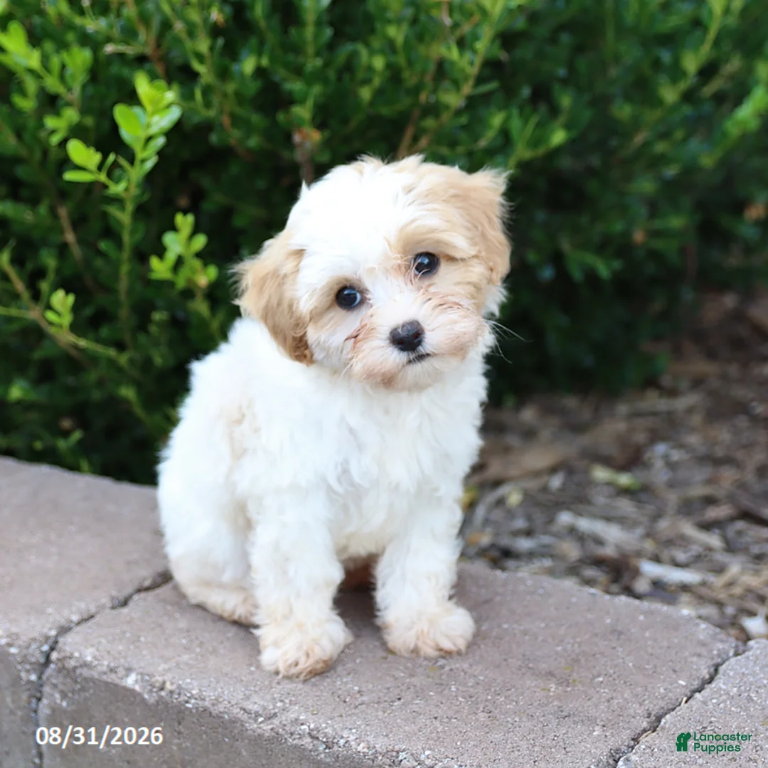 Maltipoo dogs for sale: Muffin - Ad 2