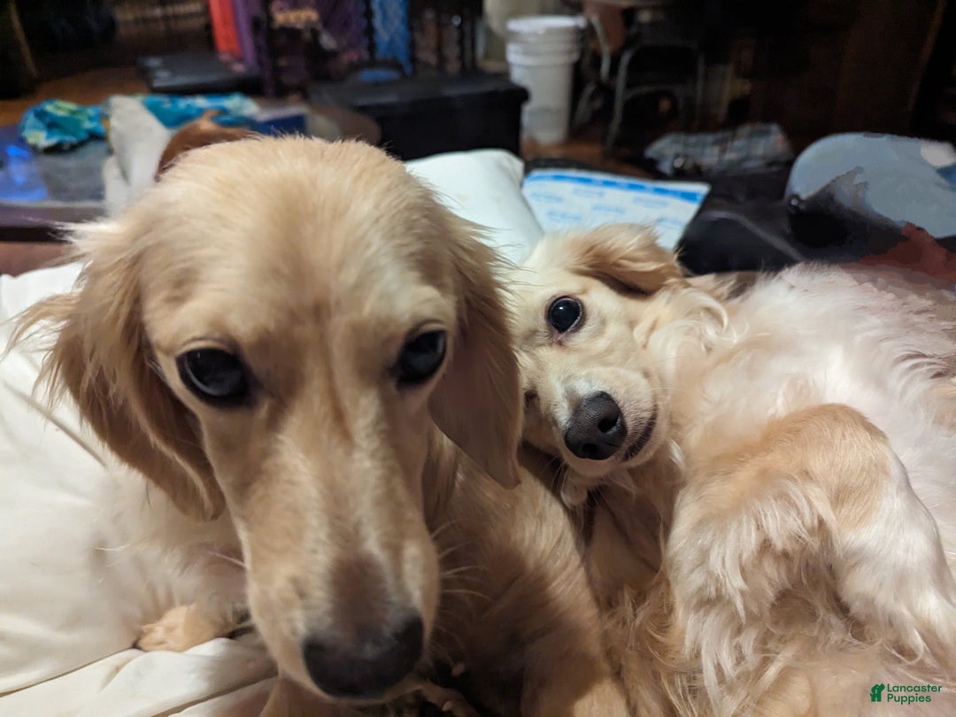 Miniature Dachshund dogs for sale: Luigi - Ad 8