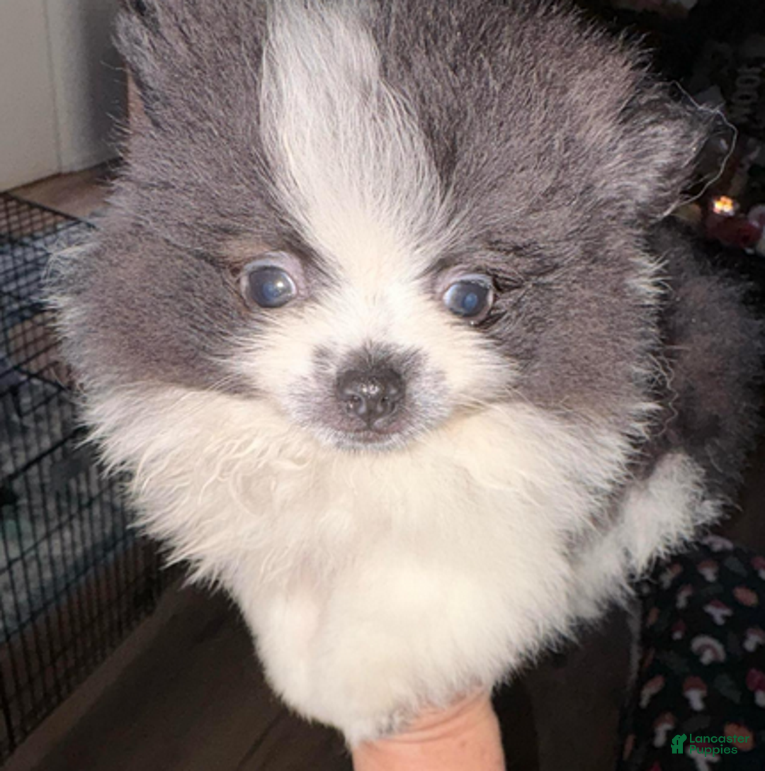 Pomeranian dogs for sale: Timber - in love - Ad 1