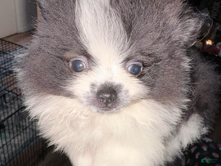 Pomeranian dogs Timber - in love - Ad 7