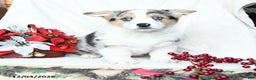 Welsh Corgi Pembroke dogs for sale: Bells - Ad 1