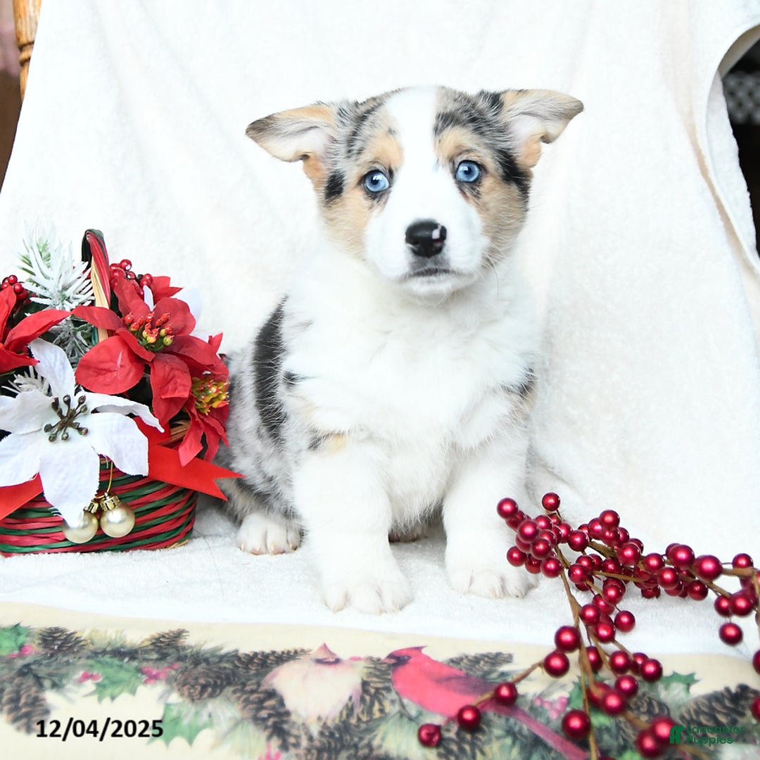 Welsh Corgi Pembroke dogs for sale: Bells - Ad 1