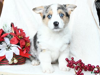 Welsh Corgi Pembroke dogs Bells - Ad 36