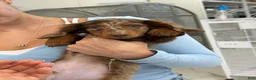 Miniature Dachshund dogs for sale: Miniature Long Haired Dapple Dachshund  - Ad 3