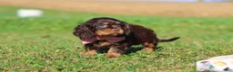 Cavalier King Charles Spaniel dogs for sale: Cooper - Ad 3