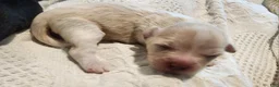 Mixed Breed dogs for sale: Buffy - Ad 9