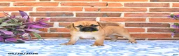 Puggle dogs for sale: Ramona - Ad 3