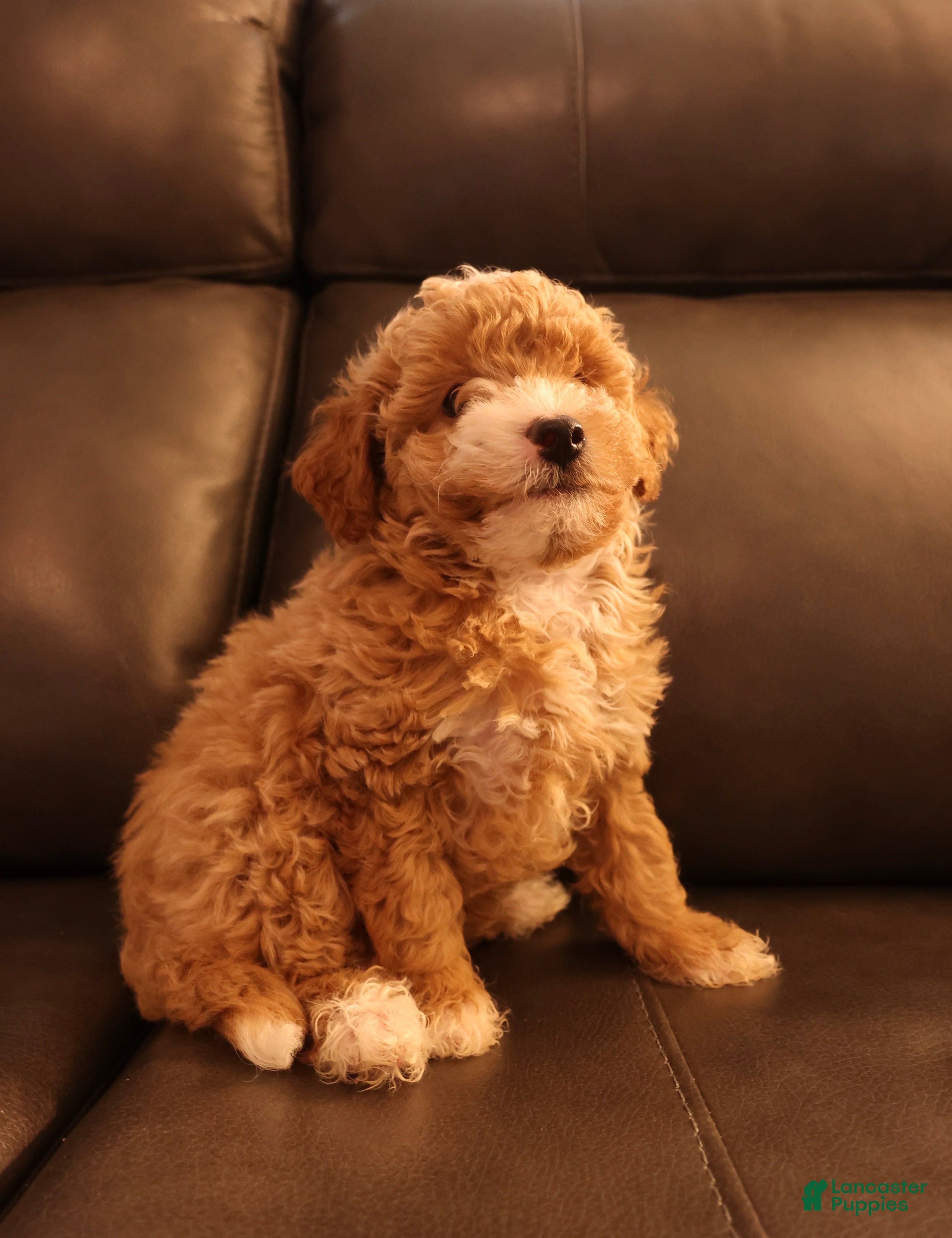 Bichpoo dogs Buff - Ad 1