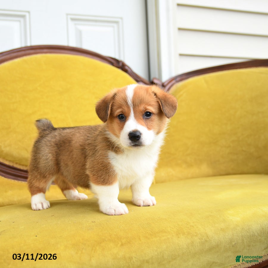 Welsh Corgi Pembroke dogs Timothy - Ad 2