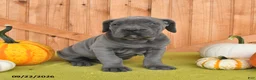 Cane Corso dogs for sale: Cora  - Ad 4