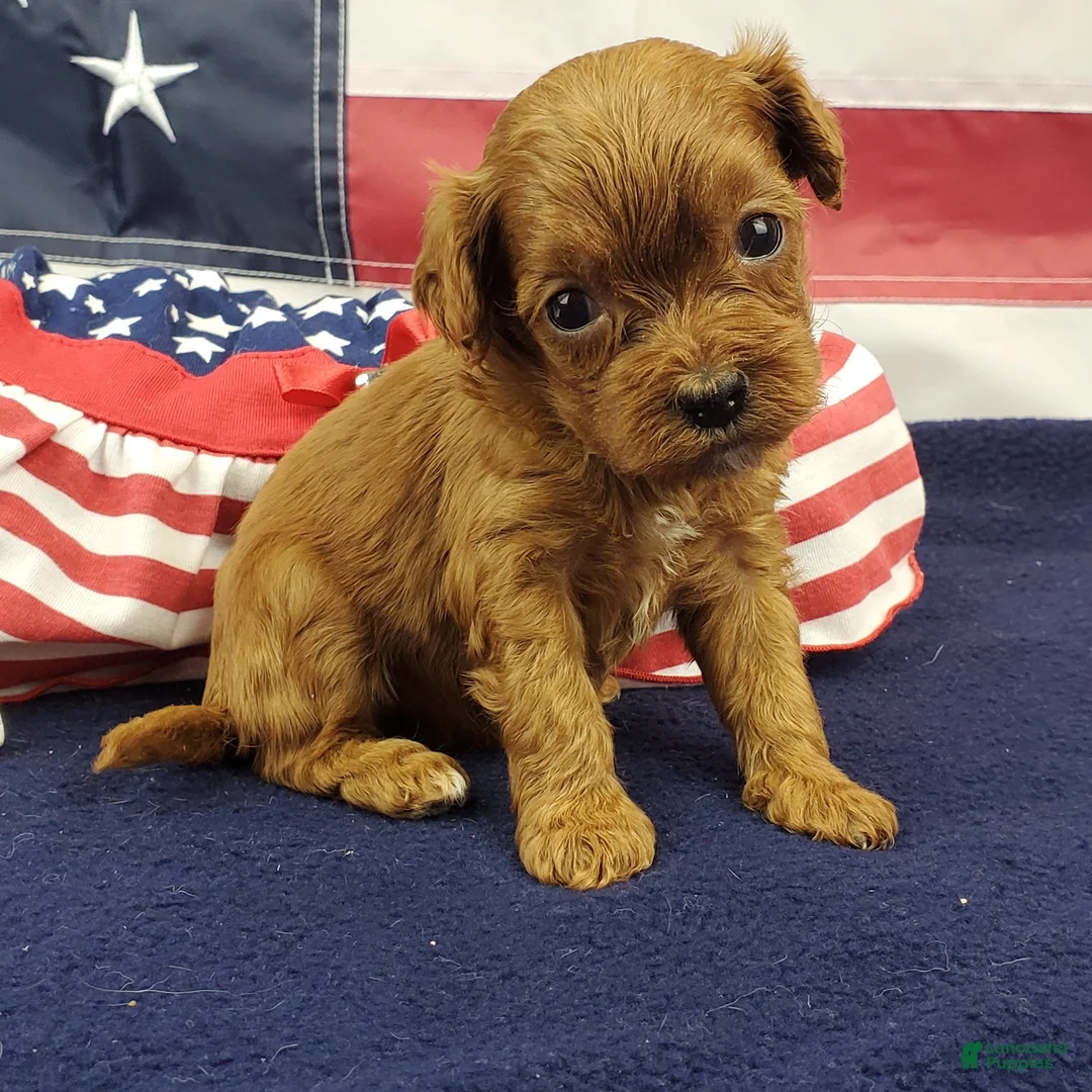 Cavapoo dogs for sale: Suki - Ad 1