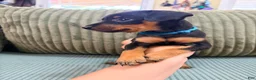 Miniature Pinscher dogs for sale: Lucky - Ad 7