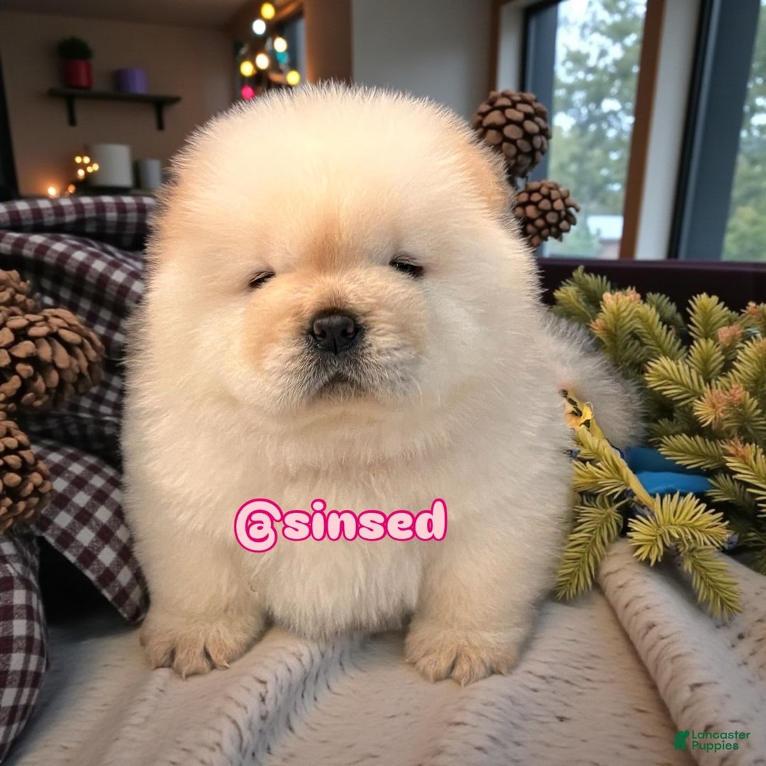 Chow Chow dogs for sale: Noel - Ad 15