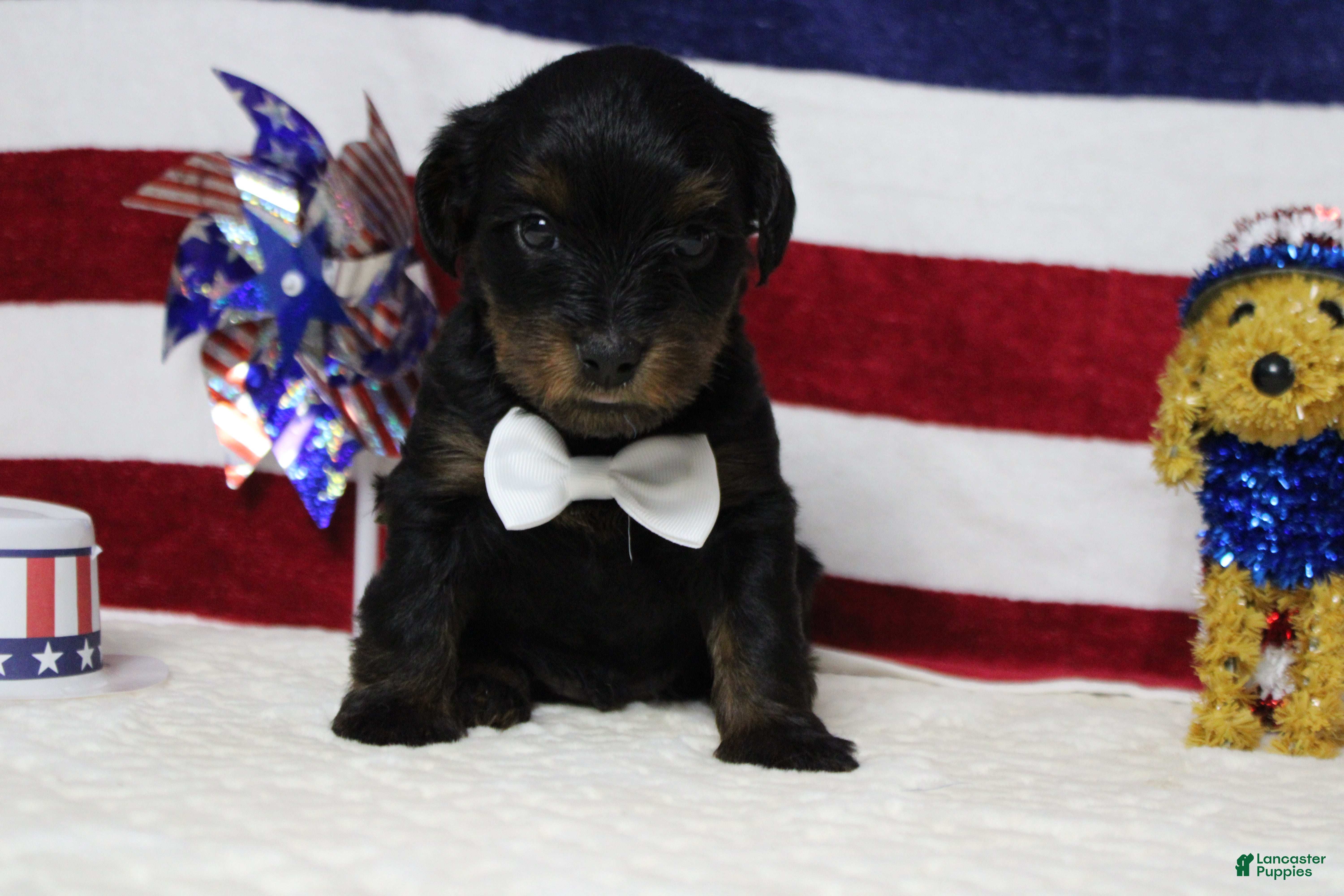 Yorkiepoo dogs Toughy - Ad 7