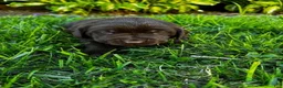 Labrador Retriever dogs for sale: Pascal - Ad 17