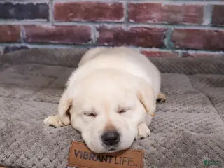 Labrador Retriever dogs Jeremiah - Ad 40