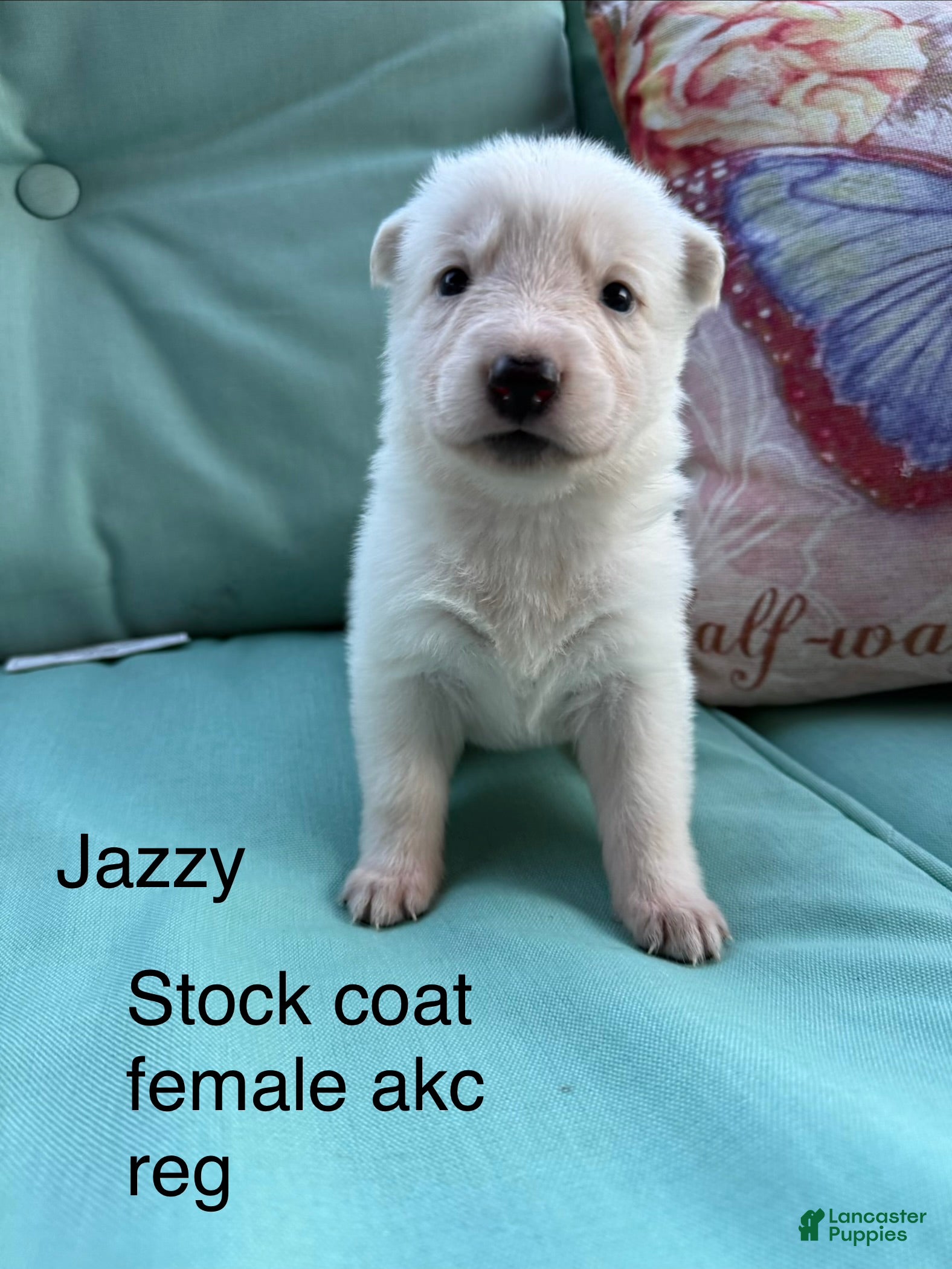 German Shepherd dogs Jazzy - Ad 1