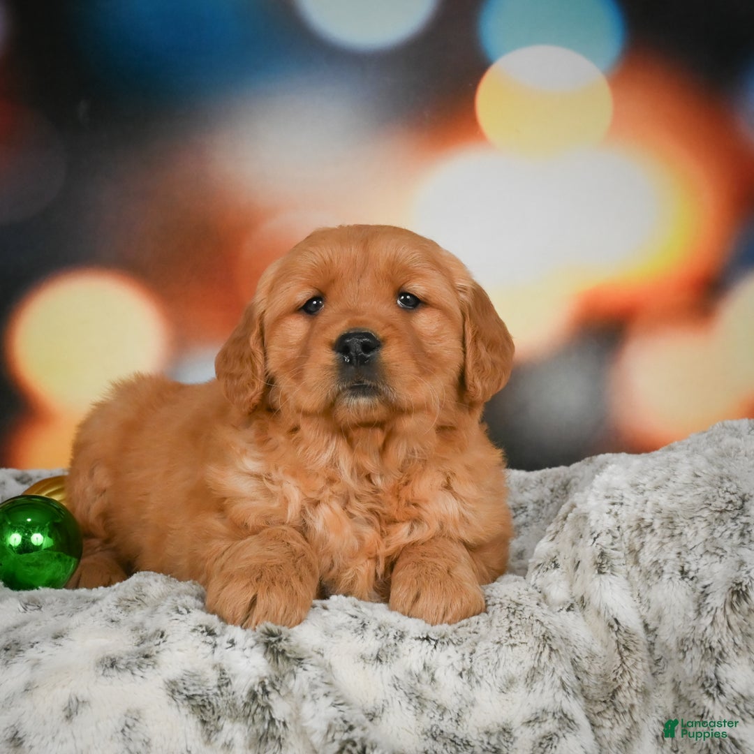 Golden Retriever dogs for sale: Chloe - Ad 2
