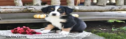 Mixed Breed dogs for sale: Rose  - Ad 3