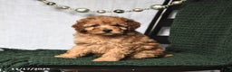 Toy Poodle dogs for sale: Flora    - Ad 2