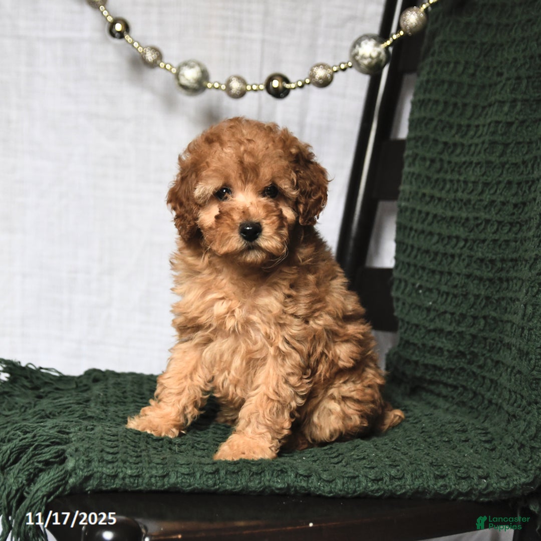 Toy Poodle dogs for sale: Flora    - Ad 2