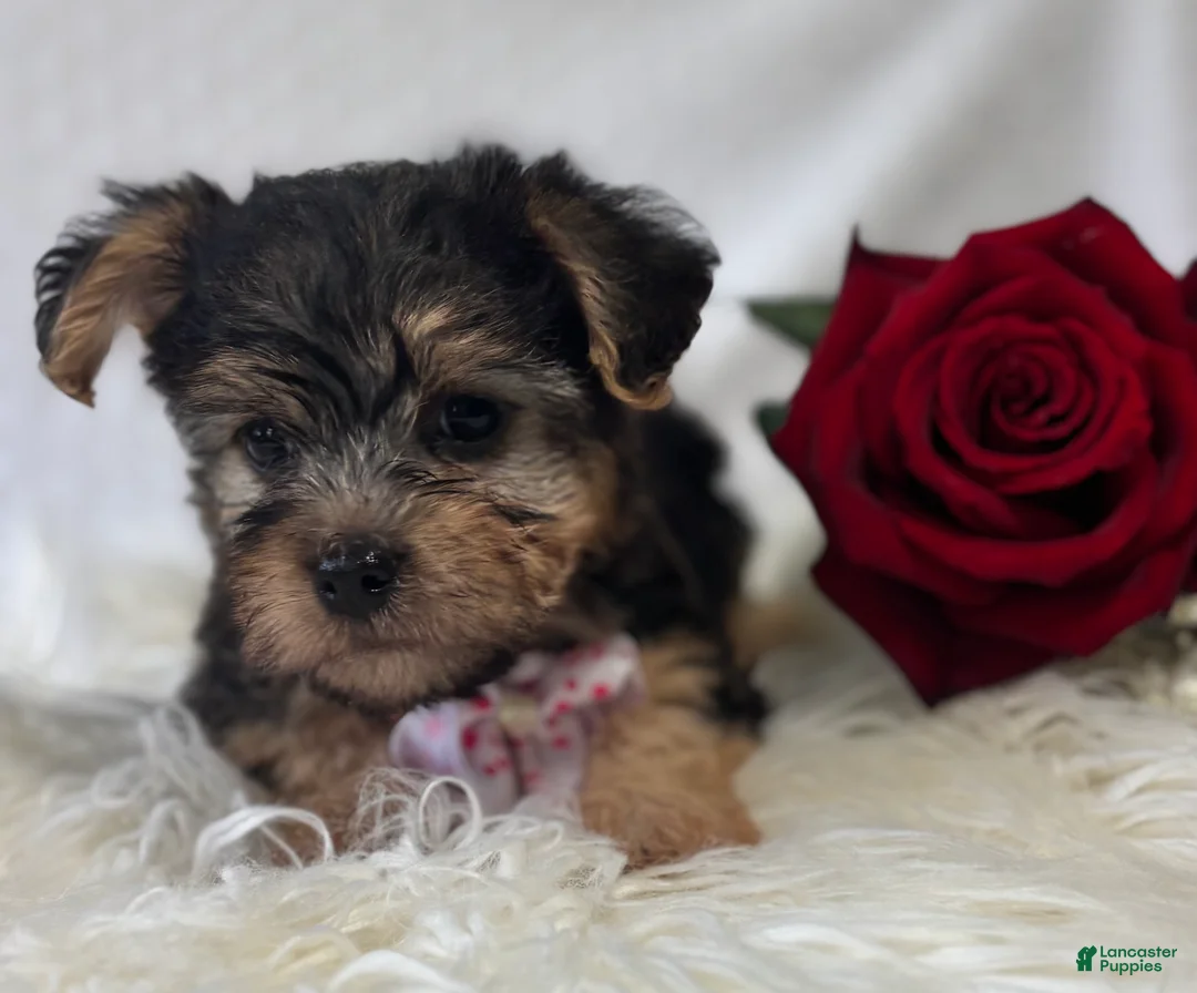 Morkie dogs for sale: Alexis - Ad 4