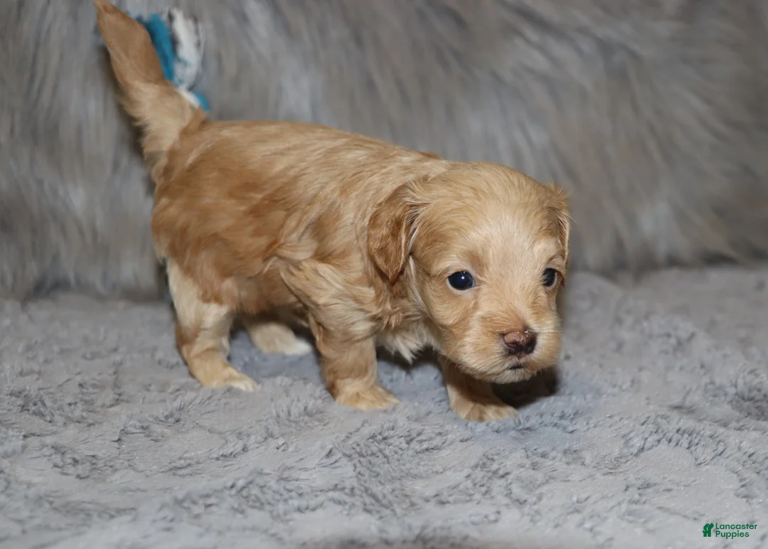 Havapoo dogs for sale: Asher 👨‍👨‍👦‍👦💞🐕 Miniature - Ad 21