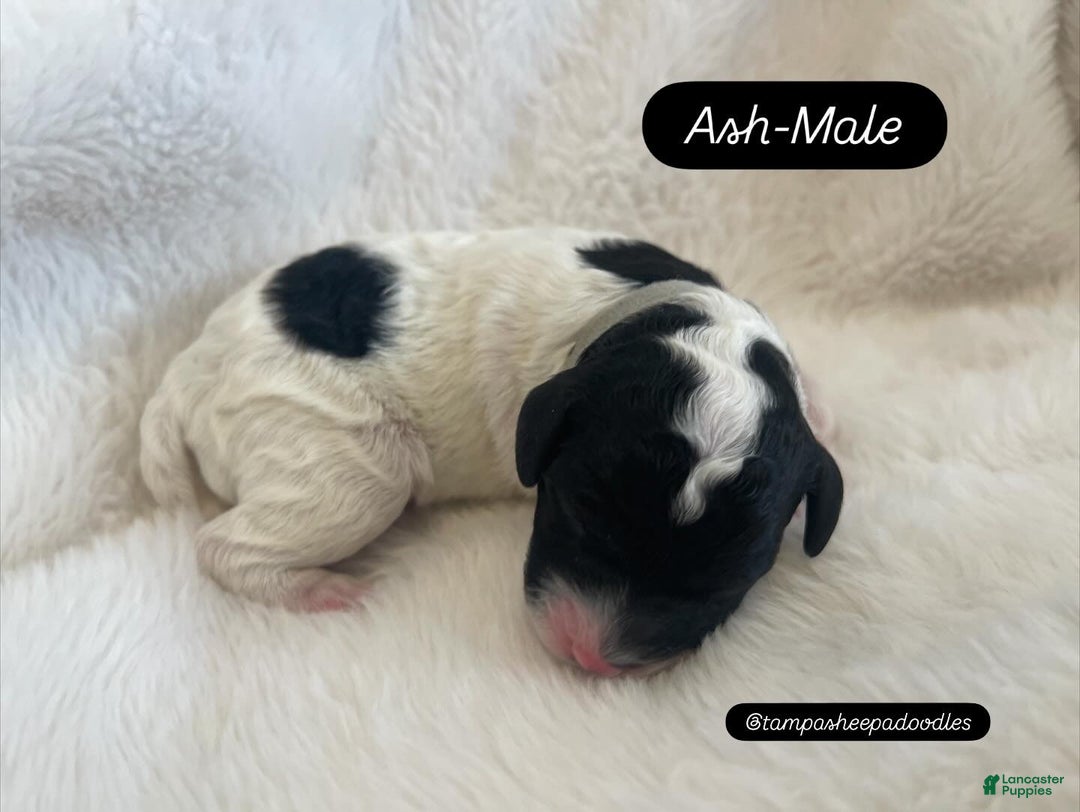 Mini Sheepadoodle dogs for sale: Yellow-Ash - Ad 2