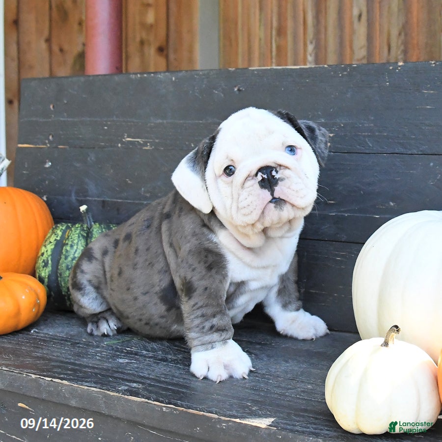 English Bulldog dogs Jill - Ad 2