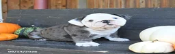 English Bulldog dogs for sale: Jill - Ad 2