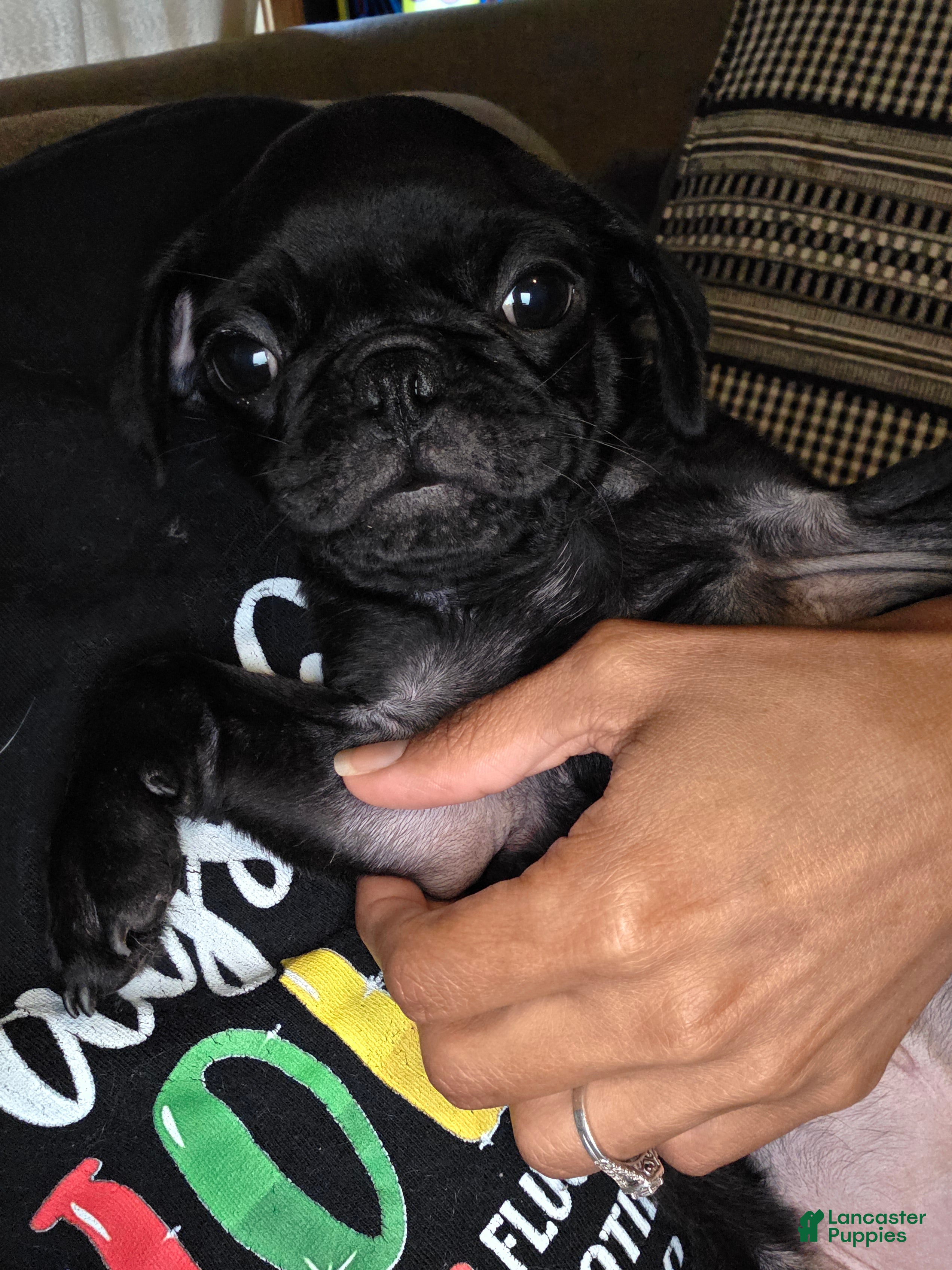 Pug dogs Bear - Ad 26